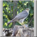 Accipiter nisus - Sperber 01a - Garten.jpg